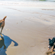 Image for article titled What It's Like To Adopt An Older Dog